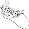 Chaussons demi-pointes Cuir Capezio Daisy 205